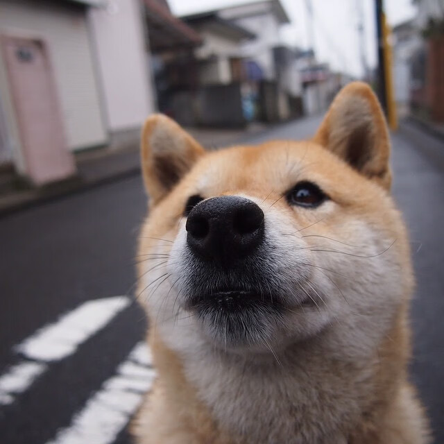 澳男队蝉联自由泳接力奖牌，奥运会男子自由泳接力