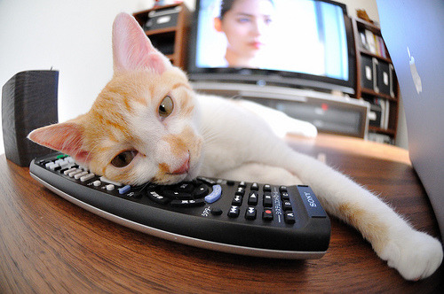 澳男队蝉联自由泳接力奖牌，奥运会男子自由泳接力