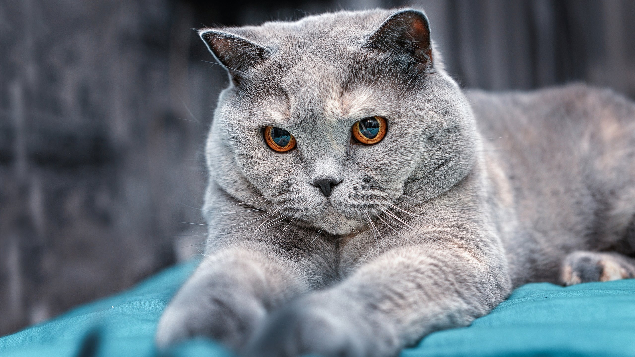 男子400混美队新星首度夺金,美国男子四百米名将