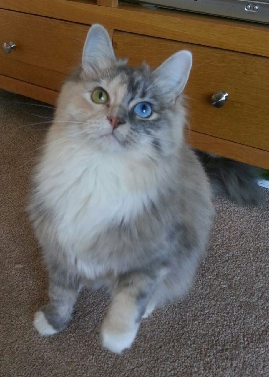 直播语音助手支持手势控制实现便捷互动,直播语音助手怎么用