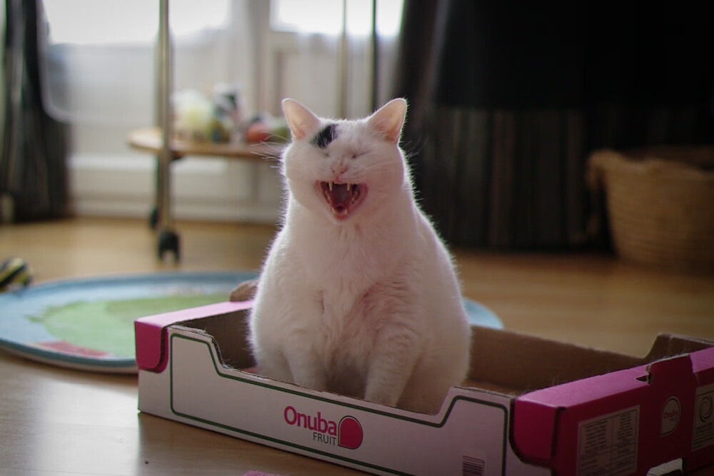 身体素质决定对位优势的球员名单，身体素质由什么决定